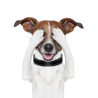 Les chiens d’aveugle