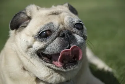 Les chiens seraient capables de flairer le cancer du poumon