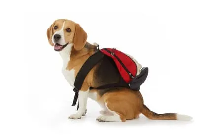 C’est aussi la rentrée pour vos animaux de compagnie