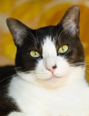 Les chiens et les chats ont également des problèmes d’obésité