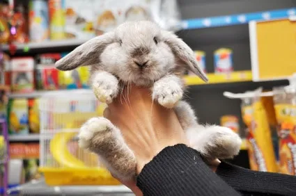 Acheter un animal de compagnie, un choix réfléchi