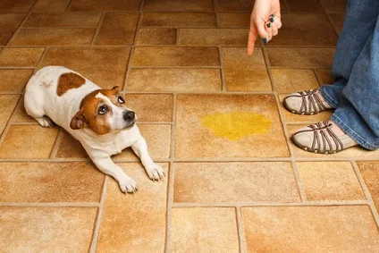 Les animaux aussi sont assujettis aux risques domestiques