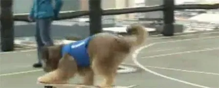 Norman, le chien cycliste et skateur