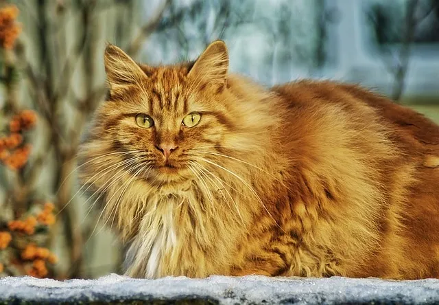 Protégez votre chien ou chat contre les vers