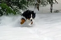 photos chien de traineau
