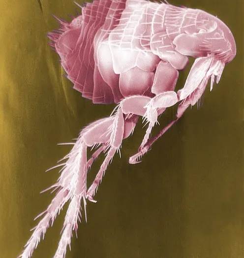 Le printemps synonyme du retour des parasites pour les chiens et chats