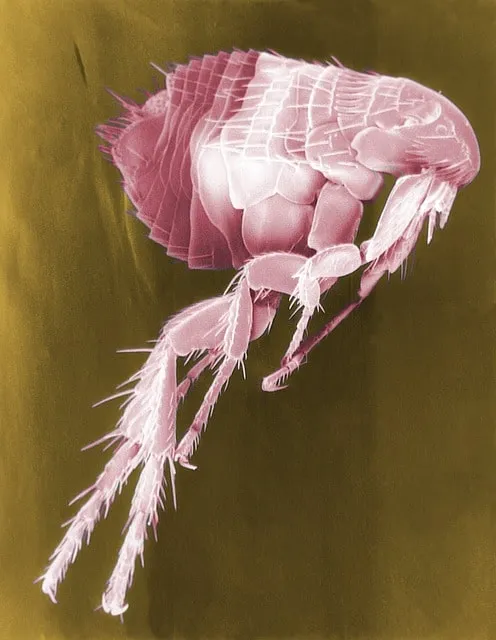 Le printemps synonyme du retour des parasites pour les chiens et chats