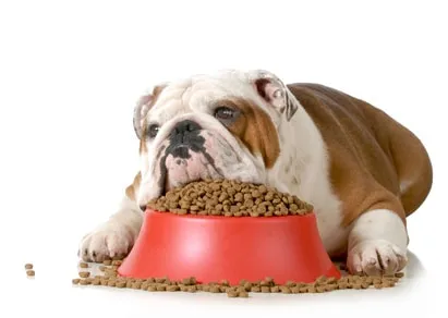 L’épilepsie chez les chiens et les chats