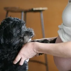 Le chien prévient son maître et sauve sa maîtresse et son bébé