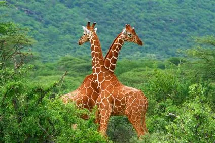 Girafe