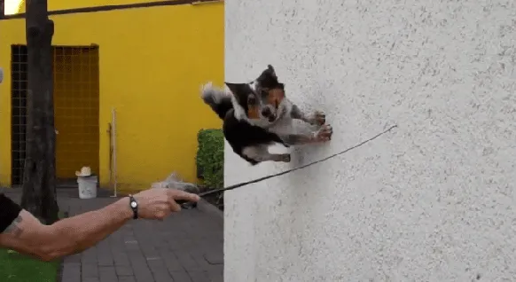 Jumpy, un chien très doué
