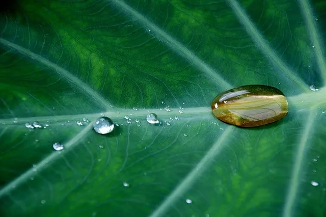 Prenez soin de votre animal grâce à la naturopathie