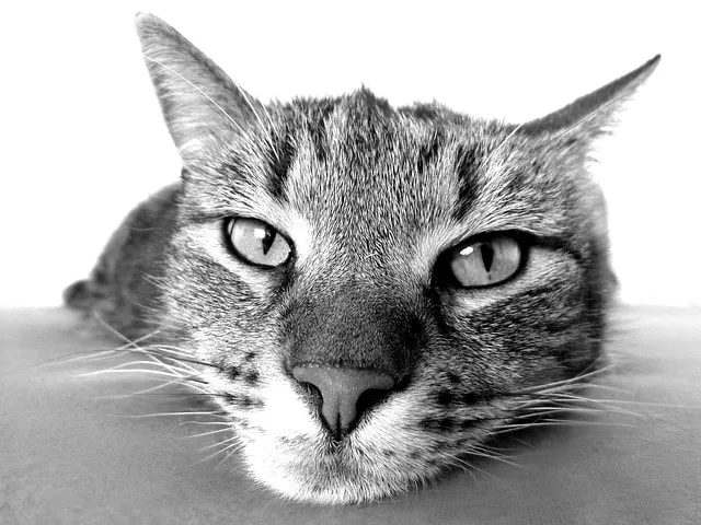 Assurances pour animaux, qui en sont les bénéficiaires