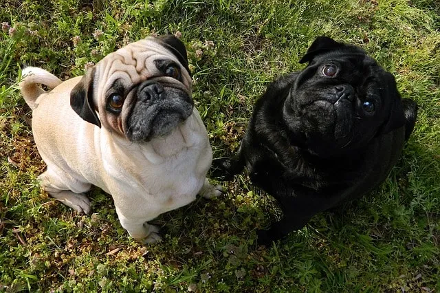 Quelles garanties avec une assurance santé pour animaux