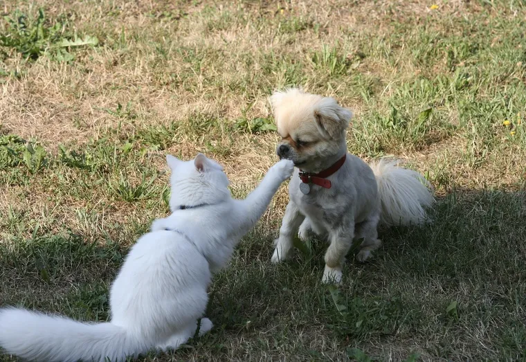 Le difficile choix entre un chien ou un chat