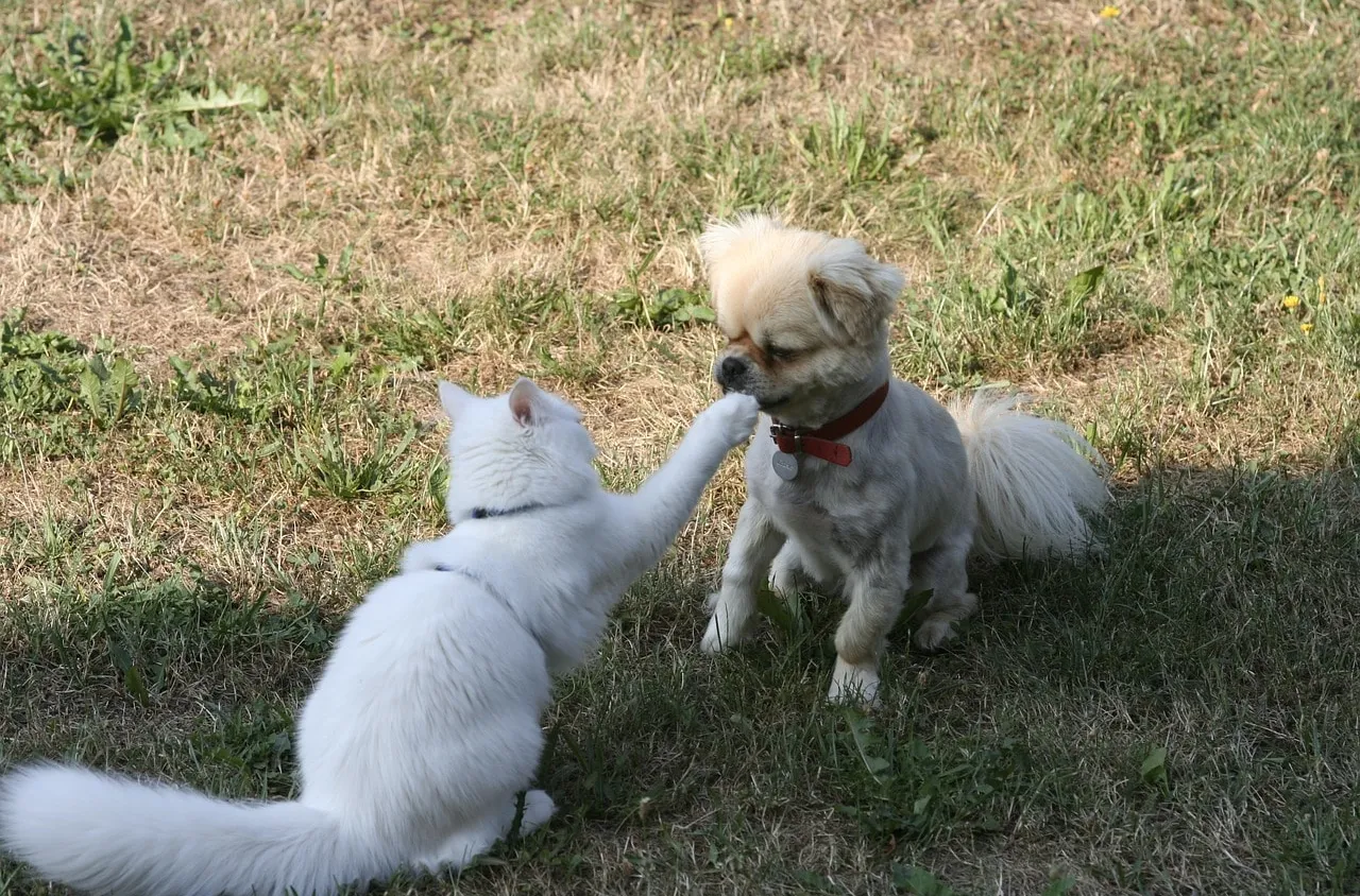 Le difficile choix entre un chien ou un chat
