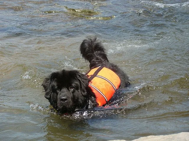 Pensez à la trousse de secours pour votre animal de compagnie