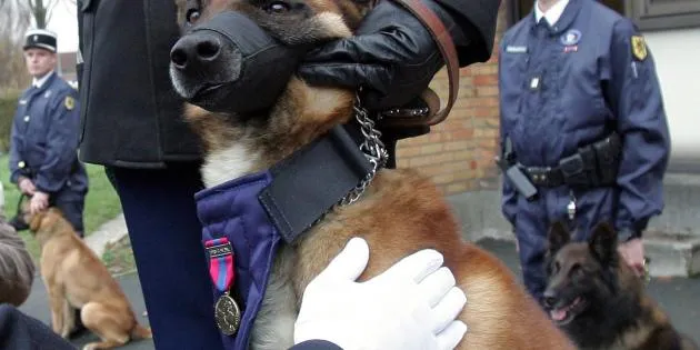 Le chien Daxx reçoit la médaille de la Défense Nationale