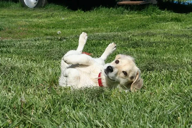 Pensez à traiter votre chat ou chien contre les parasites