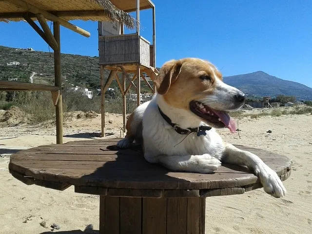 Quelques précautions à prendre lorsque vous emmenez votre chien à la plage