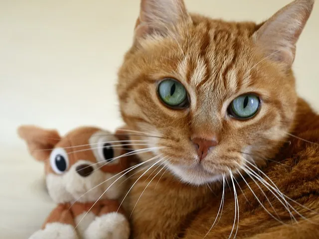 Le « bar à chats » fait débat