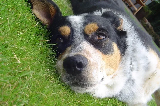 Mieux comprendre son chien à travers ses postures