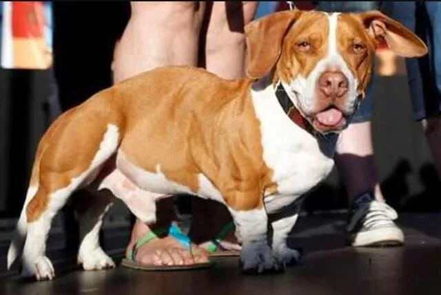 Walle, le chien le plus laid du monde