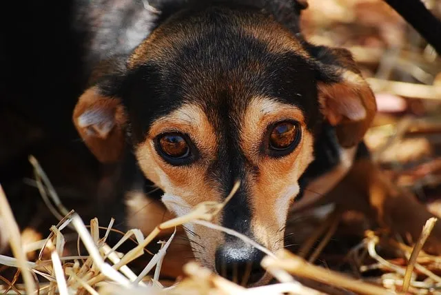 Race des chiens et maladie
