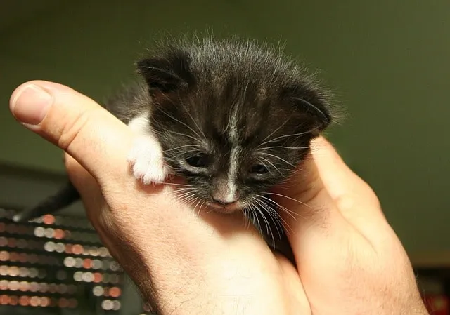 Chaton non sevré, ce qu’il faut savoir