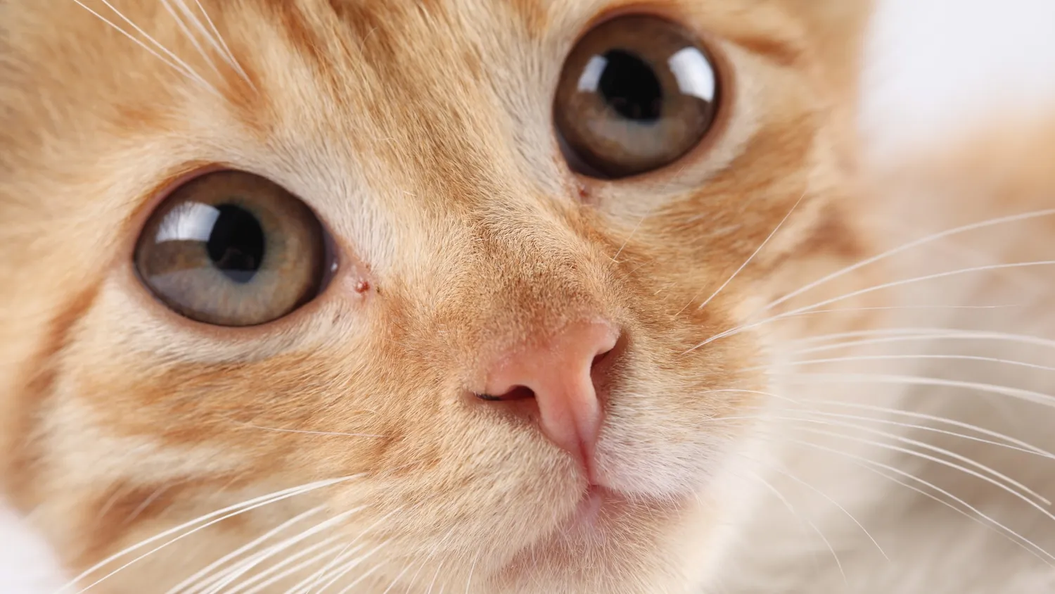 Un chat sauvé par le sang d’un chien !