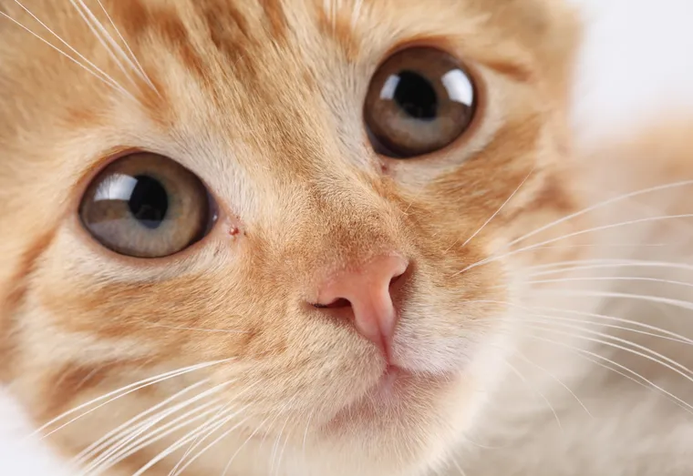 Un chat sauvé par le sang d’un chien !