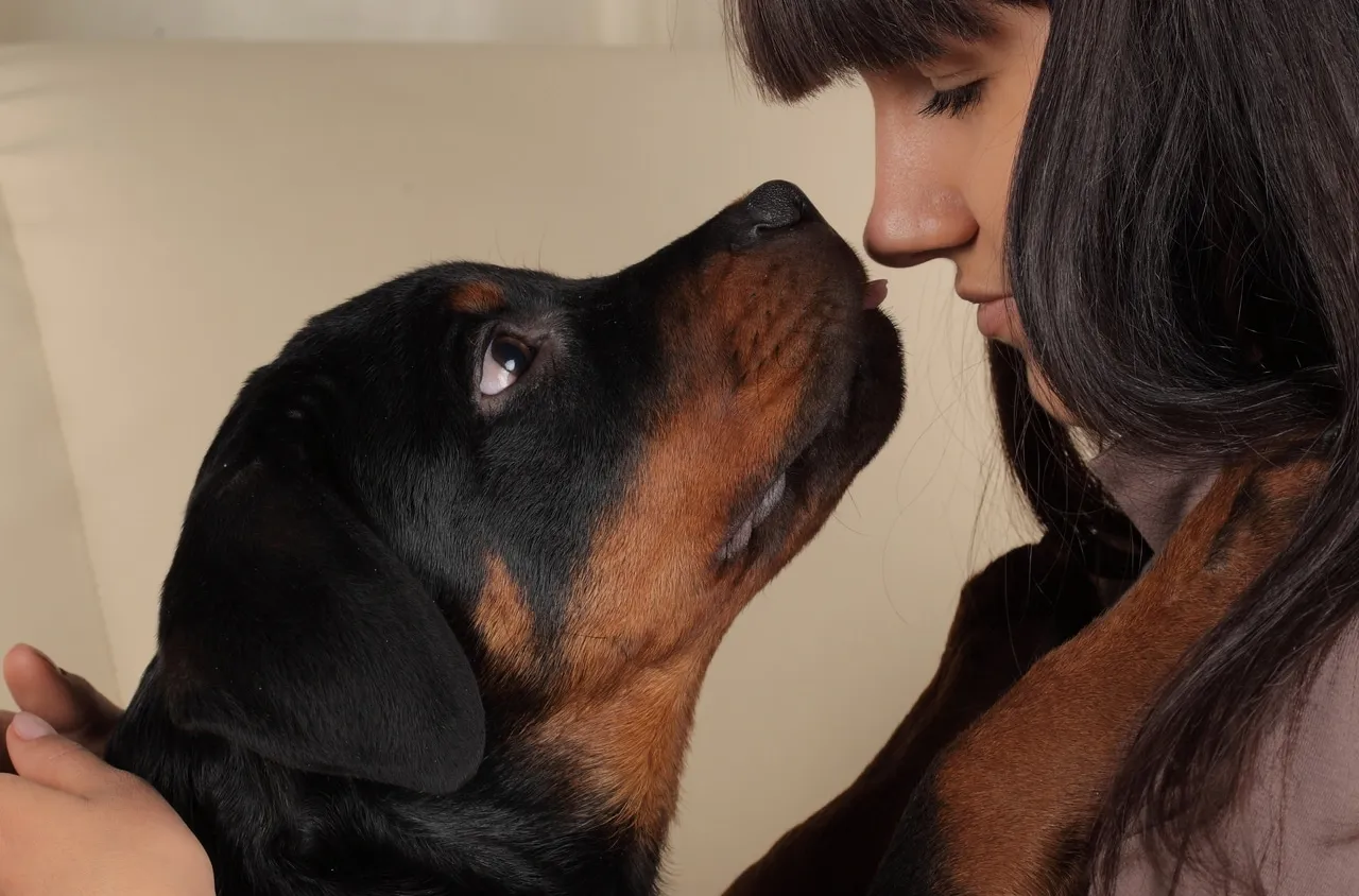 Pourquoi prendre une assurance pour un chien ?