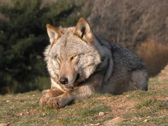 Le loup européen, ancêtre de notre chien ?