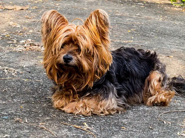Un chien rikiki