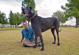 Le chien le plus grand du monde, George le géant, est mort