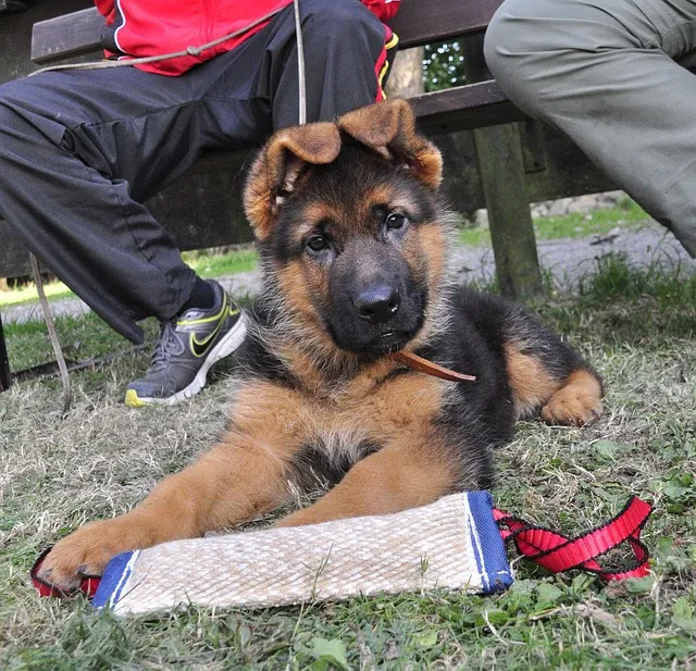 Quels documents demander pour l’achat d’un chien ou d’un chat ?
