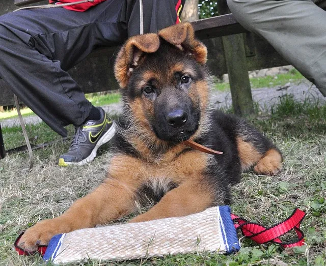 Quels documents demander pour l’achat d’un chien ou d’un chat ?