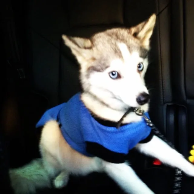 Les animaux vedettes sur Instagram sont…