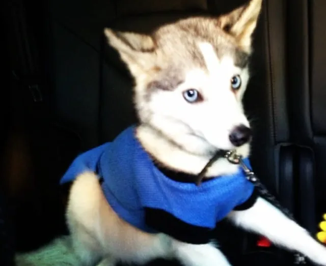 Les animaux vedettes sur Instagram sont…
