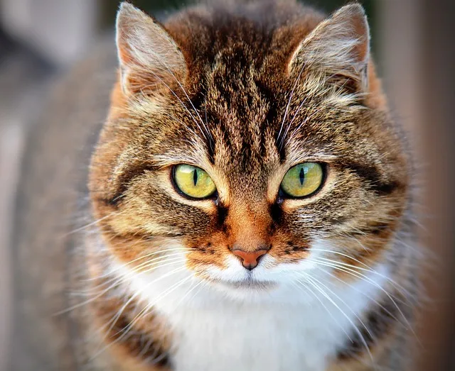 Les animaux enfin reconnus comme des êtres vivants
