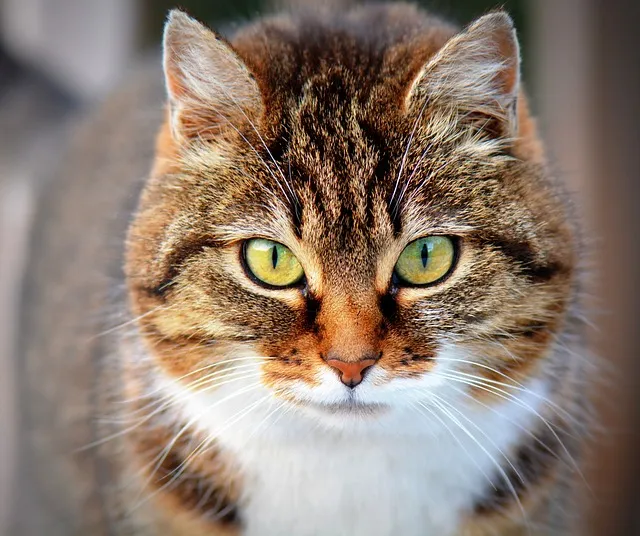 Les animaux enfin reconnus comme des êtres vivants