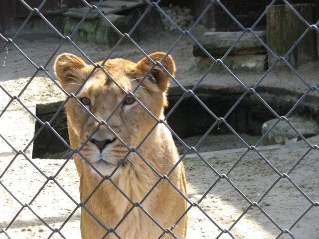 Saisis de 160 animaux dans des animaleries de Paris