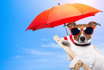 Vacances d’été : faites attention à la chaleur pour les animaux de compagnie !