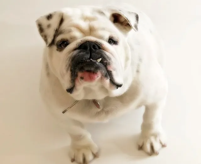 Le bouledogue français est l’animal le plus assuré