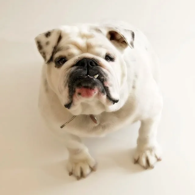 Le bouledogue français est l’animal le plus assuré