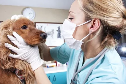 Administrer un médicament à son animal