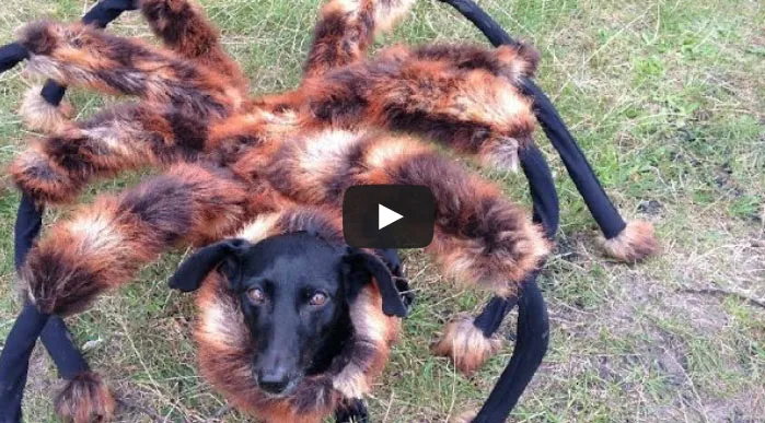 Attention au chien araignée ! (video)