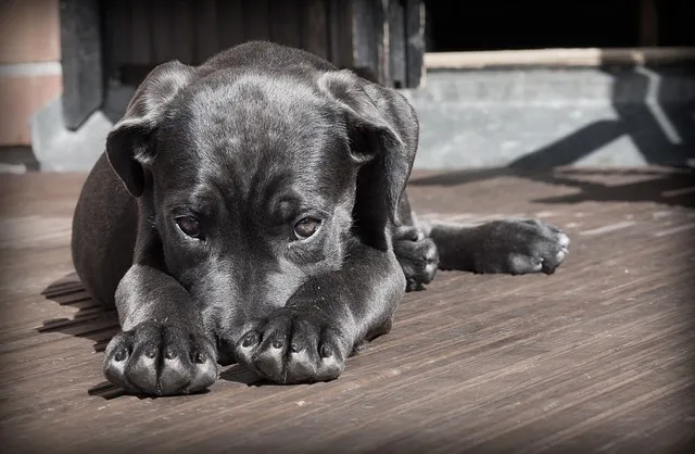 Quelle est la meilleure assurance pour les animaux ?