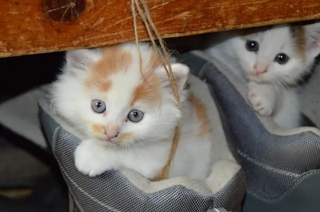 A propos du statut des animaux ?