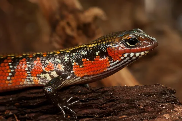 Les animaux exotiques chouchoutés dans le nord